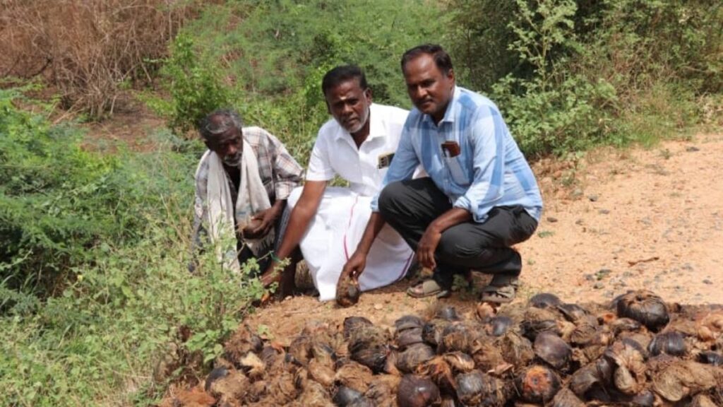 சுற்றுச்சூழல் பாதுகாப்புக்காக கட்டக்குளம் கண்மாயில் 15 ஆயிரம் பனை விதைகள் நடவு